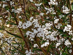 Logania recurva