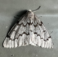 Nepytia pellucidaria