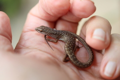 Saproscincus spectabilis