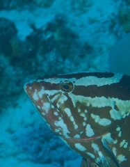 Epinephelus striatus