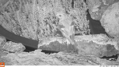 Melanodryas cucullata