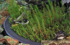 Melanodryas cucullata