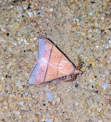 Odonestis erectilinea