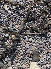 Saccharina latissima