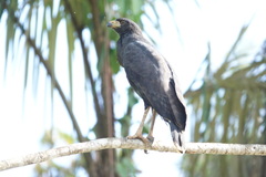 Buteogallus urubitinga