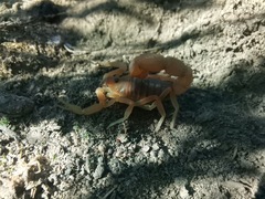 Parabuthus planicauda