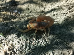 Parabuthus planicauda