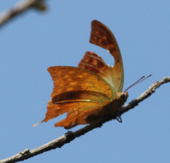 Charaxes candiope