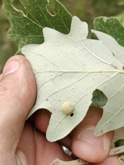 Acraspis quercushirta