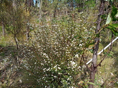 Logania recurva