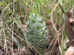 Macrozamia heteromera