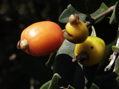 Myrtaceae