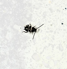 Periplaneta fuliginosa