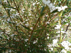 Logania recurva