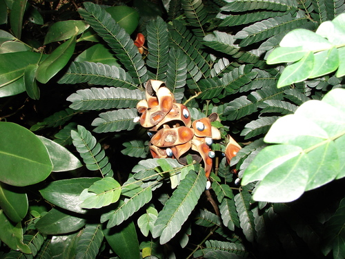 Abarema obovata