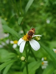Eristalinus megacephalus