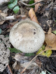 Macrolepiota mastoidea
