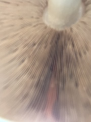 Macrolepiota mastoidea