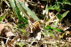 Junonia