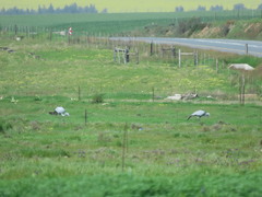 Anthropoides paradiseus