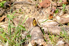 Junonia