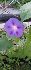 Ipomoea purpurea