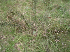 Macrozamia heteromera