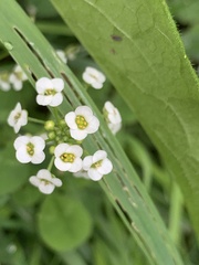 Lobularia