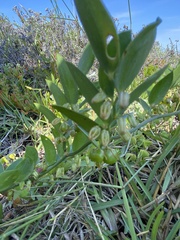 Asparagus asparagoides