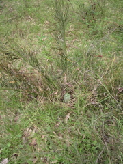 Macrozamia heteromera