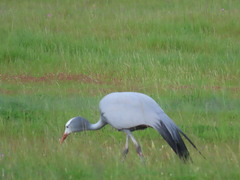 Anthropoides paradiseus