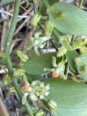 Asparagus asparagoides