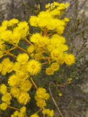 Verticordia chrysantha