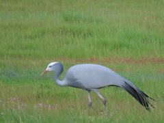 Anthropoides paradiseus