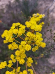 Verticordia chrysantha
