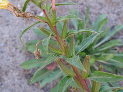 Oenothera oakesiana