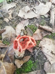 Clathrus ruber