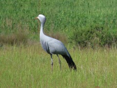 Anthropoides paradiseus