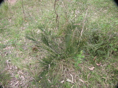 Macrozamia heteromera