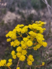 Verticordia chrysantha