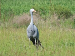 Anthropoides paradiseus