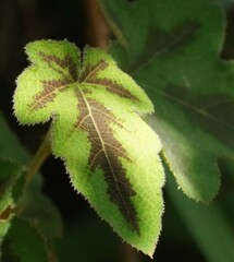 Rubus reflexus