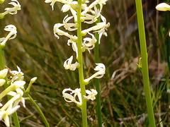 Stackhousia aspericocca