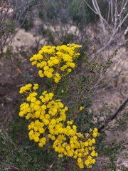 Verticordia chrysantha