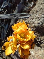 Ornithogalum maculatum