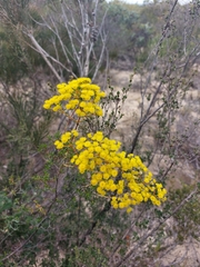Verticordia chrysantha