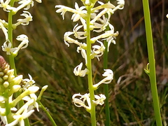 Stackhousia aspericocca