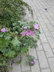 Malva sylvestris