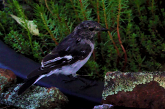 Melanodryas cucullata