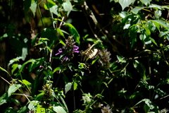 Papilio dardanus cenea